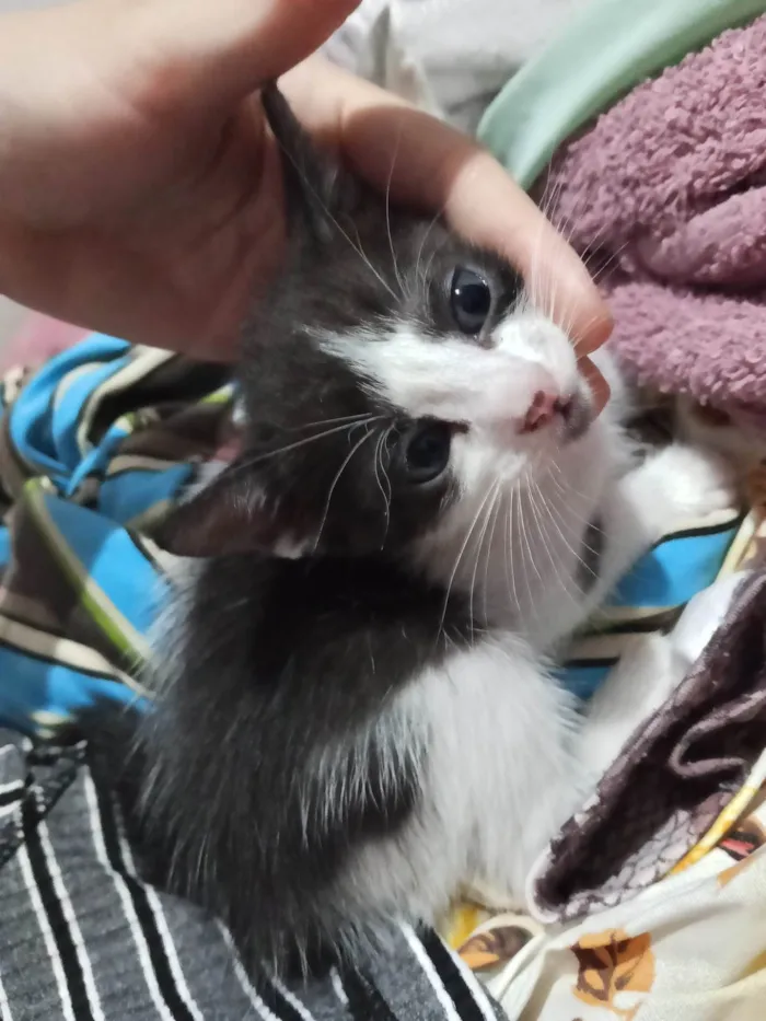Gato ra a SRD-ViraLata idade Abaixo de 2 meses nome Não tem 
