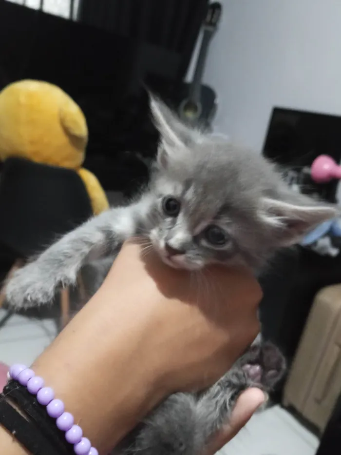 Gato ra a SRD-ViraLata idade Abaixo de 2 meses nome Não tem 