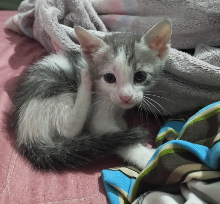 Gato ra a SRD-ViraLata idade Abaixo de 2 meses nome Não tem 