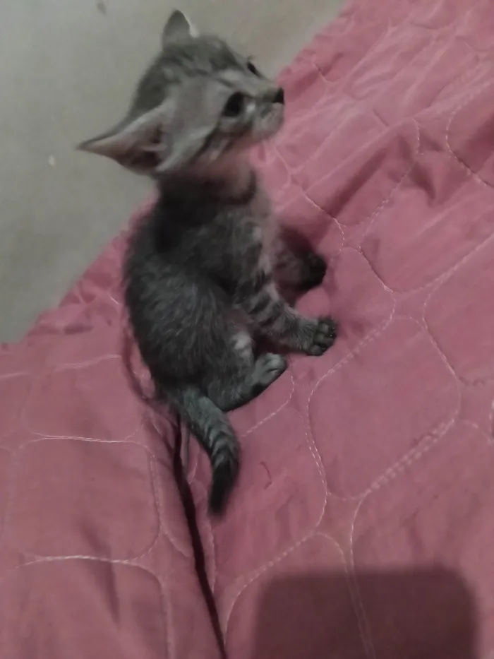 Gato ra a SRD-ViraLata idade Abaixo de 2 meses nome Não tem 