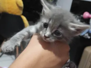 Gato raça SRD-ViraLata idade Abaixo de 2 meses nome Não tem 