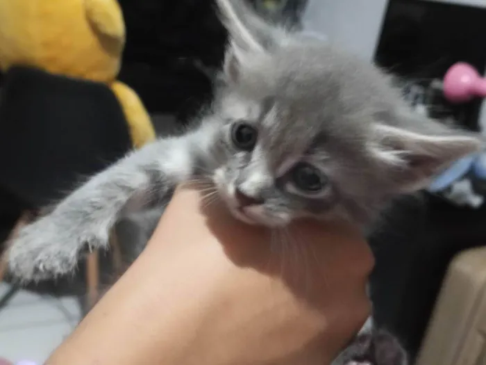 Gato ra a SRD-ViraLata idade Abaixo de 2 meses nome Não tem 