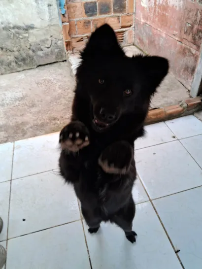 Cachorro raça SRD-ViraLata idade 1 ano nome amora