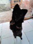 amora