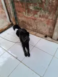 amora