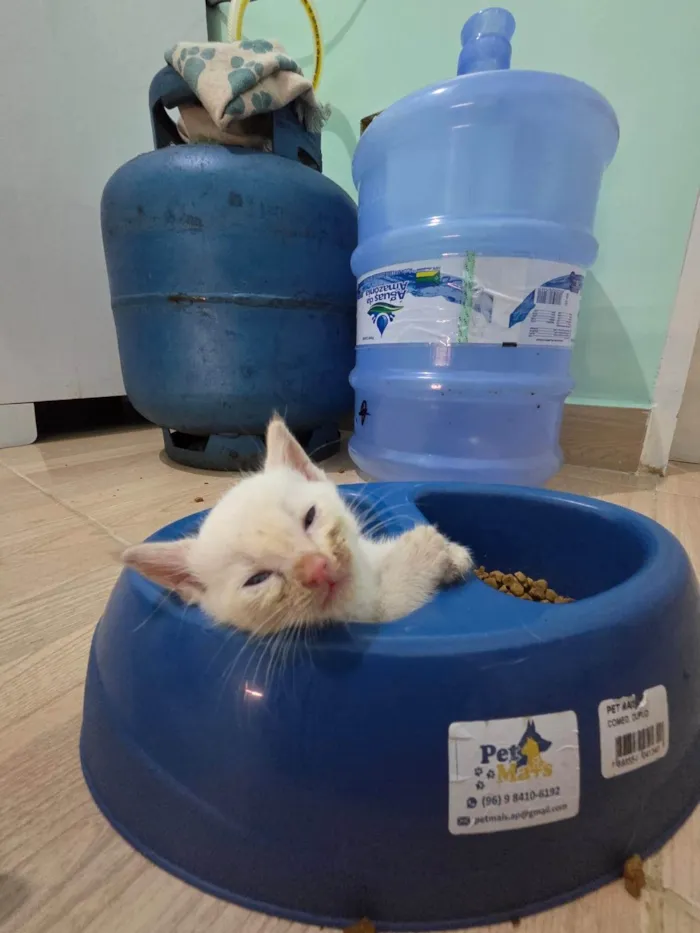 Gato ra a SRD-ViraLata idade 2 a 6 meses nome nuvem