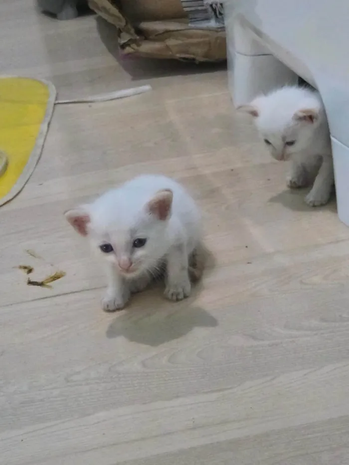 Gato ra a SRD-ViraLata idade 2 a 6 meses nome nuvem