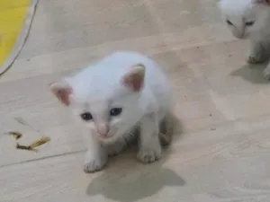 Gato raça SRD-ViraLata idade 2 a 6 meses nome nuvem