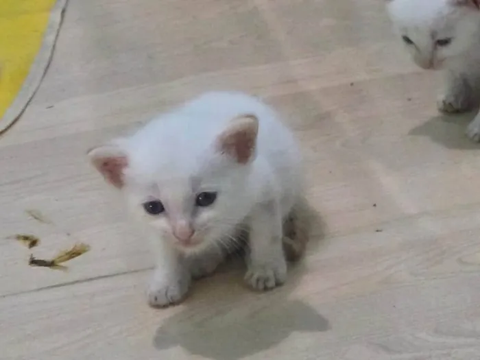 Gato ra a SRD-ViraLata idade 2 a 6 meses nome nuvem
