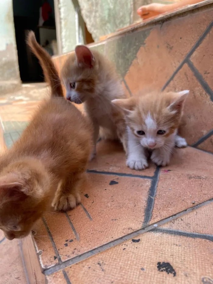 Gato ra a SRD-ViraLata idade Abaixo de 2 meses nome Sem nomes ainda