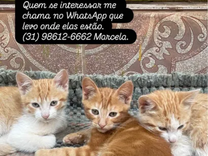 Gato raça SRD-ViraLata idade Abaixo de 2 meses nome Sem nomes ainda
