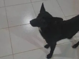 Cachorro raça SRD-ViraLata idade 2 anos nome Jorge