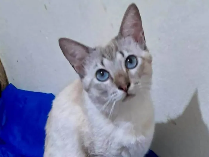 Gato ra a SRD-ViraLata idade 1 ano nome Toni
