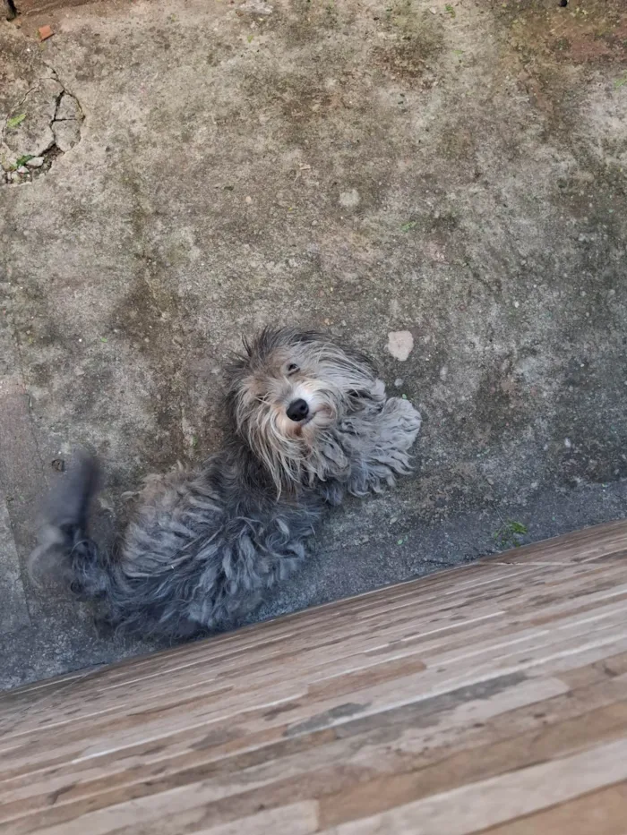 Cachorro ra a SRD-ViraLata idade 2 anos nome Scoob