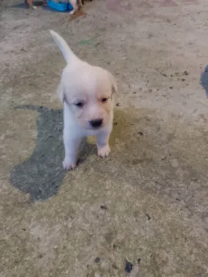 Cachorro raça Labrador idade 2 a 6 meses nome Filhotes d labrador