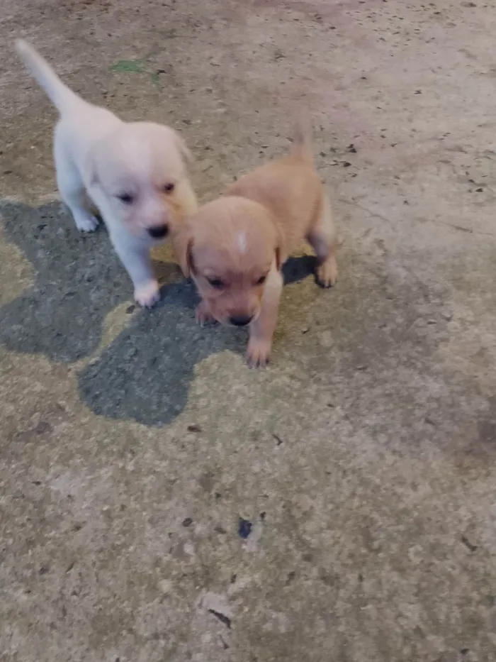 Cachorro ra a Labrador idade 2 a 6 meses nome Filhotes d labrador