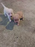 Filhotes d labrador