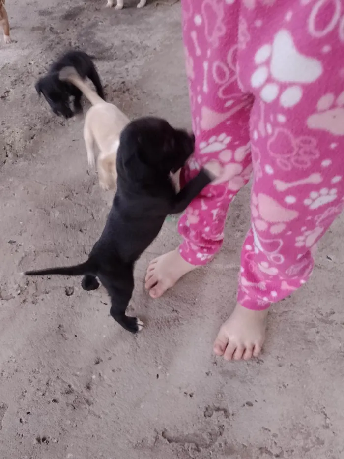 Cachorro ra a Labrador idade 2 a 6 meses nome Filhotes d labrador
