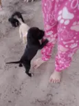 Filhotes d labrador