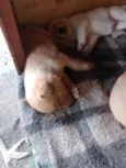 Filhotes d labrador