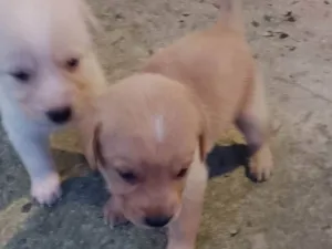 Cachorro raça Labrador idade 2 a 6 meses nome Filhotes d labrador
