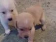 Filhotes d labrador