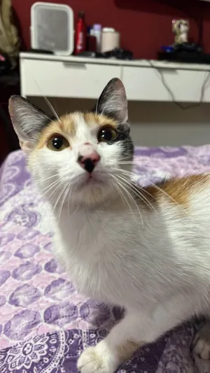 Gato raça SRD-ViraLata idade 2 a 6 meses nome Lua