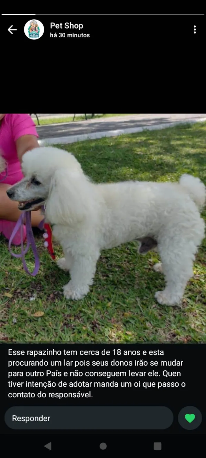 Cachorro ra a Poodle idade 6 ou mais anos nome Bolt