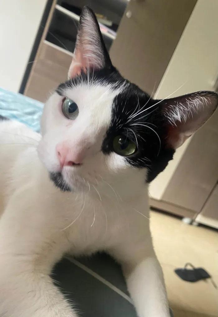 Gato ra a SRD-ViraLata idade 7 a 11 meses nome Jack