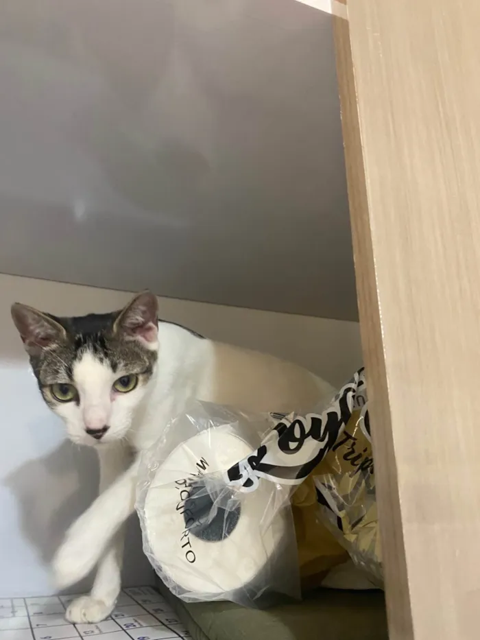Gato ra a SRD-ViraLata idade 7 a 11 meses nome Taylor Swift 