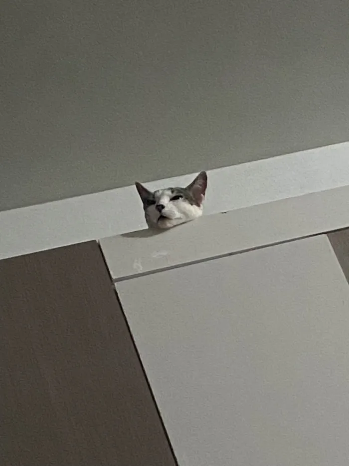 Gato ra a SRD-ViraLata idade 7 a 11 meses nome Taylor Swift 