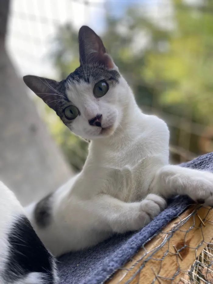 Gato ra a SRD-ViraLata idade 7 a 11 meses nome Taylor Swift 