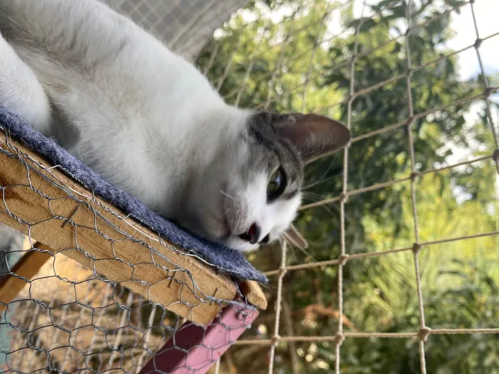 Gato ra a SRD-ViraLata idade 7 a 11 meses nome Taylor Swift 