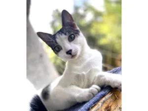 Gato raça SRD-ViraLata idade 7 a 11 meses nome Taylor Swift 
