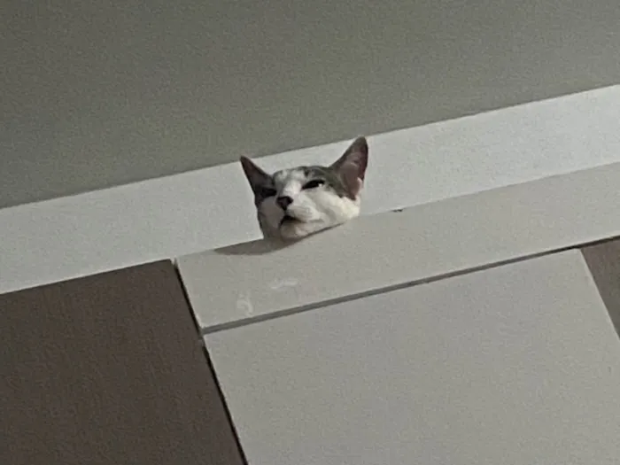 Gato ra a SRD-ViraLata idade 7 a 11 meses nome Taylor Swift 