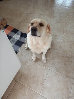 Cachorro raça Labrador idade 4 anos nome Lua