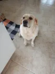Lua