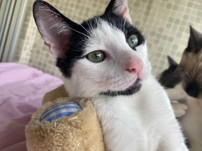 Gato ra a SRD-ViraLata idade 7 a 11 meses nome Jack