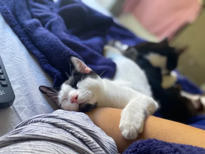 Gato ra a SRD-ViraLata idade 7 a 11 meses nome Jack