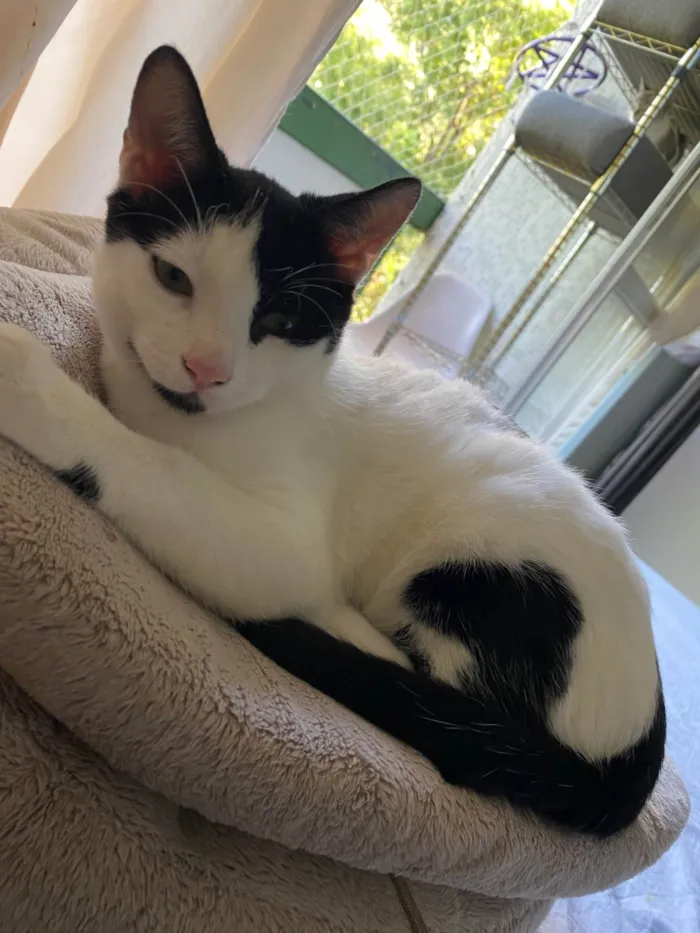 Gato ra a SRD-ViraLata idade 7 a 11 meses nome Jack