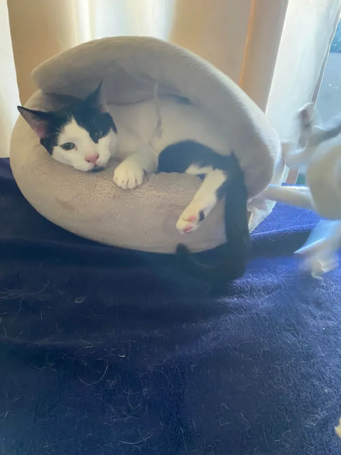 Gato ra a SRD-ViraLata idade 7 a 11 meses nome Jack