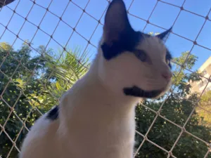 Gato raça SRD-ViraLata idade 7 a 11 meses nome Jack