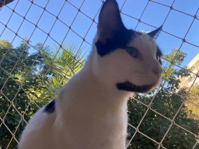 Gato ra a SRD-ViraLata idade 7 a 11 meses nome Jack