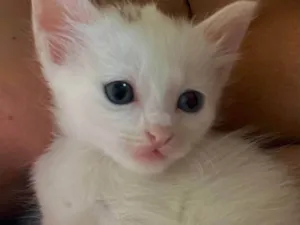Gato raça SRD-ViraLata idade Abaixo de 2 meses nome Gato