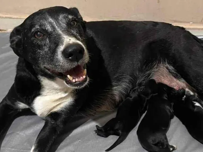 Cachorro raça SRD-ViraLata idade 6 ou mais anos nome Pepita