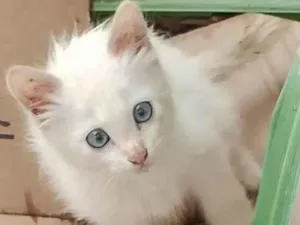 Gato raça SRD-ViraLata idade Abaixo de 2 meses nome Baby