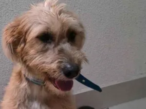 Cachorro raça SRD-ViraLata idade 1 ano nome Krypto