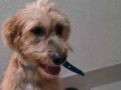 Cachorro raça SRD-ViraLata idade 1 ano nome Krypto