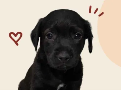Cachorro raça SRD-ViraLata idade Abaixo de 2 meses nome Bebe