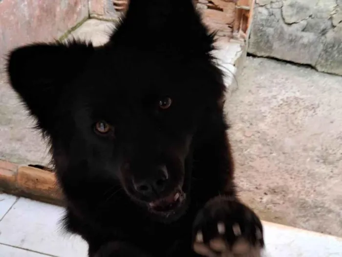 Cachorro ra a SRD-ViraLata idade 1 ano nome amora